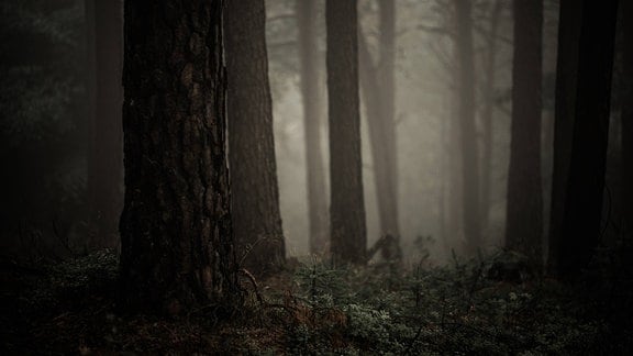 Ein unheimlicher Wald 