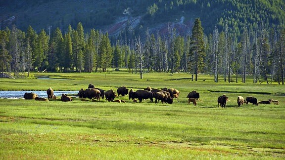 Büffel auf einer Weide im Yellowstone National Park