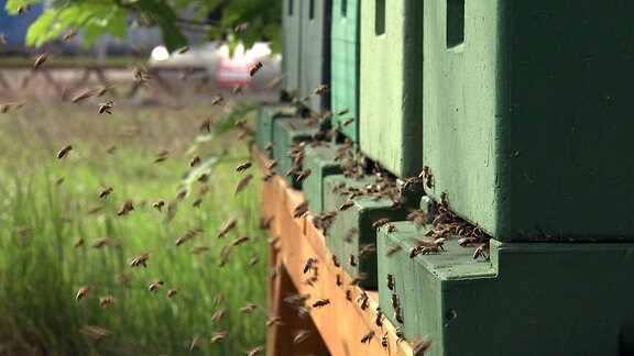 Bienen sammeln sich an Bienenstöcken