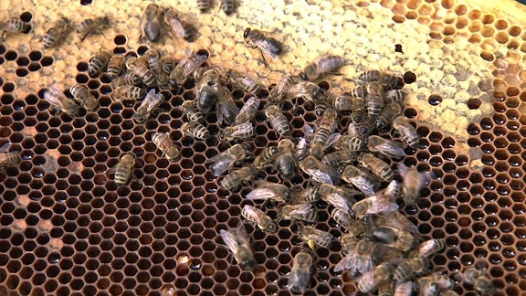 Mehrere Bienen sind in einem Bienennest und sitzen auf ihren Waben