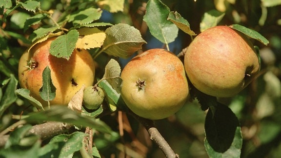 Äpfel der Sorte Cox Orange