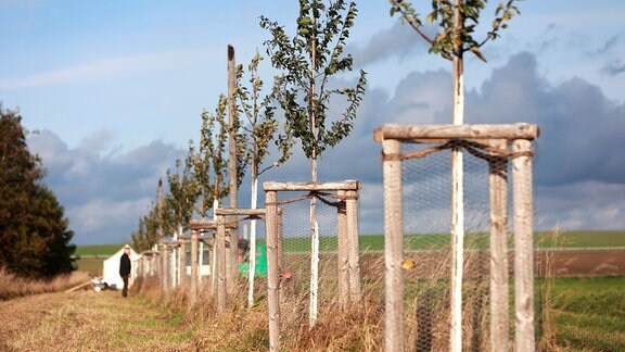 Laub- und Obstbäume stehen auf einer Länge von drei Kilometern am Grünen Band in Ohrsleben.