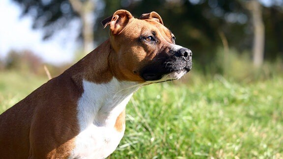 American Staffordshire Terrier