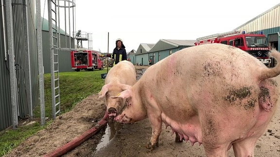 Zwei Schweine trinken aus einer Löschwasserpfütze.