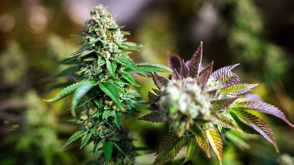 Erntereife Cannabispflanzen in einem Aufzuchtszelt unter künstlicher Beleuchtung