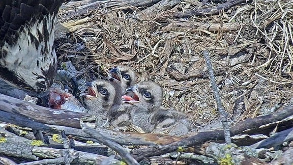 Fischadler füttern ihre drei Küken im Adlerhorst am Haus am See an der Goitzsche.