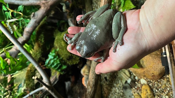 Frosch Dessau Tierpark