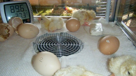 Küken schlüpfen aus ihren Eiern.