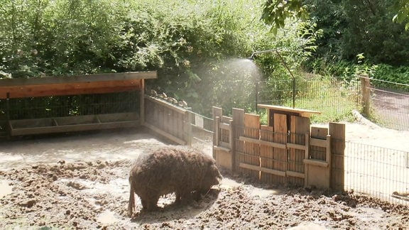 Das Wollschwein Netti duscht im Tierpark Dessau unter der Schweinedusche.