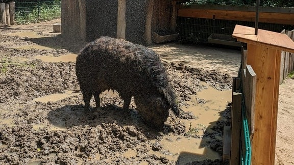 Ein Schwein steht in einer Suhle, darüber kommt Wasser aus einem Duschkopf