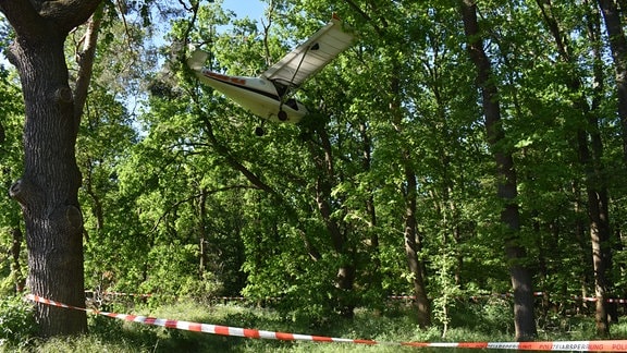 Ein kleines Flugzeug hängt nach einem Absturz in großen Bäumen