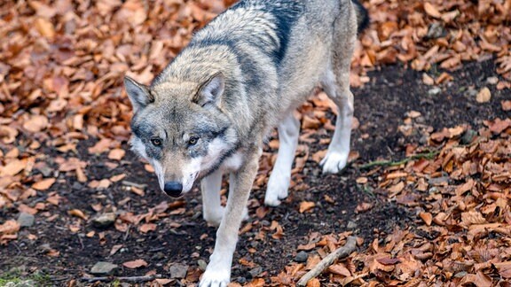 Ein Wolf streift im Tierpark Hexentanzplatz durch sein Freigehege.