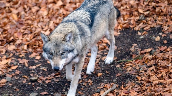 Ein Wolf streift im Tierpark Hexentanzplatz durch sein Freigehege.