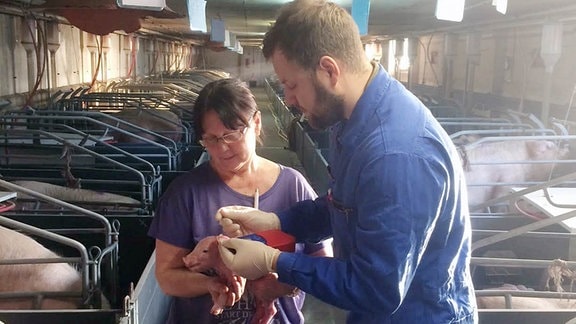 Ein Tierarzt untertsucht in einem Schweinestall ein Ferkel. Eine Frau halt das Jungtier in der Hand. 
