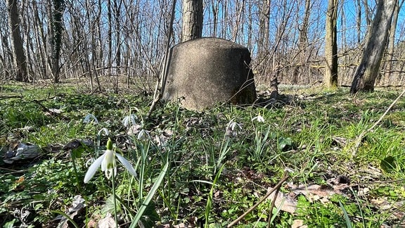 Mitten im Wald ragt eine Beton-Kuppel etwa einen halben Meter aus der Erde heraus. Im Vordergrund wachsten Schneeglöckchen.