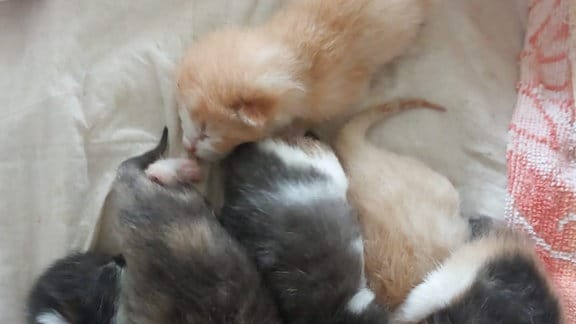 Ausgesetzte Kitten in Decke