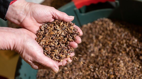 Eine Mitarbeiterin der Landesdarre Annaburg kontrolliert fertig bearbeitete Samen der Weißtanne.
