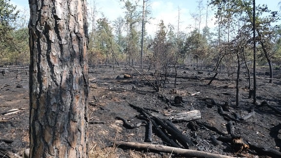 Verkohlte Bäume auf einem abgebrannten Waldstück. Bei dem Waldbrand, der am Vortag ausgebrochen war, sind mehr als 200 Einsatzkräfte im Einsatz.