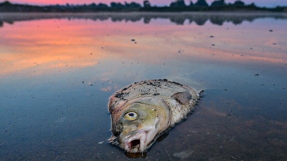 Ein toter Blei liegt am frühen Morgen im flachen Wasser vom deutsch-polnischen Grenzfluss Oder.
