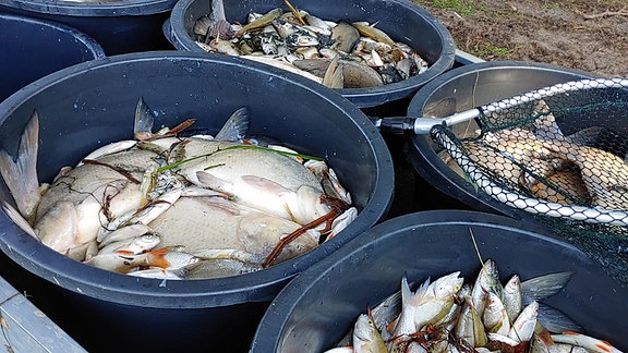 Tote Fische werden Tonnen abtransportiert