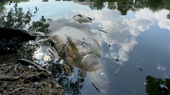 Tote Fische schwimmen im Appelhoffweiher in Hamburg. 