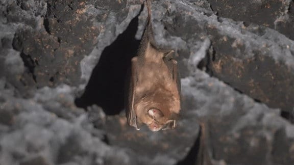 Fledermaus hängt an Stein