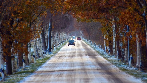 Autos fahren auf einer mit Schnee und Eis bedeckten Straße unter Bäumen hindurch