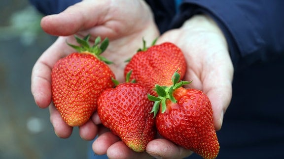 Jemand hält reife, pralle Erdbeeren in den Händen