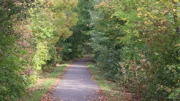 Ein von Bäumen und Sträuchern umgebener Radweg