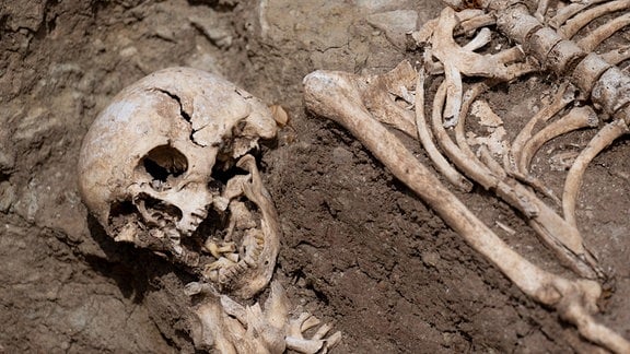 Skelette liegen auf dem Gelände des ehemaligen Klosters Posa bei Zeitz.