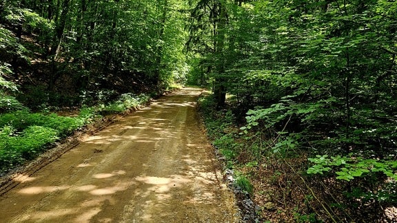 Ein heller Waldweg in einem Laubwald.