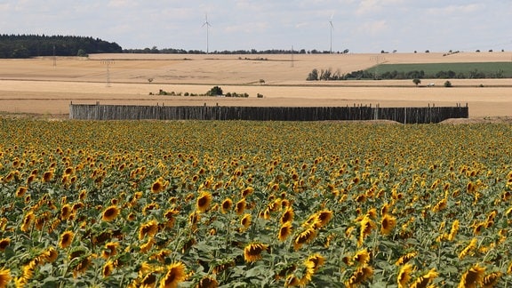 Blick über ein Sonnenblumenfeld zum Sonnenobservatorium Goseck