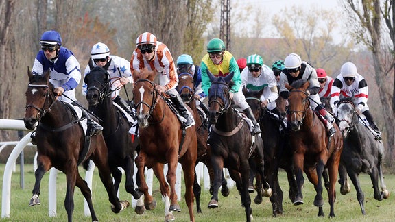 Pferde und Jockeys im Rennen aud der Galopprennbahn in Halle/Saale