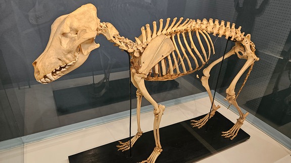 Das Skelett eines Schäferhundes aus dem 19. Jahrhundert steht in einer Vitrine  