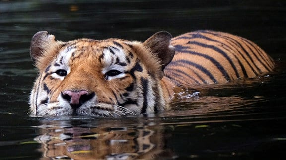 Ein malaysischer Tiger schwimmt im Wasser.
