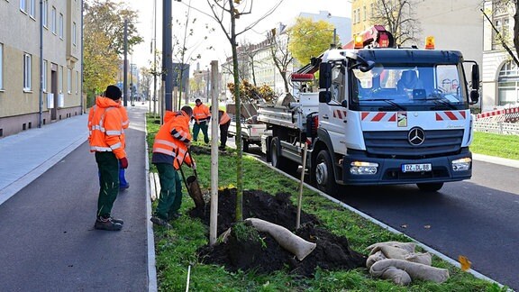 Bauarbeiter kümmern sich um Bäume auf der Merseburger Straße in Halle.
