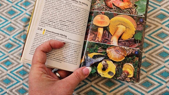 Ein Hand öffnet ein Buch über Pilze.