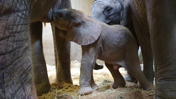Neugeborenes Elefantenkalb trinkt