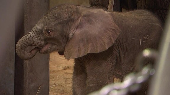 Elefantenbaby im Zoo Halle