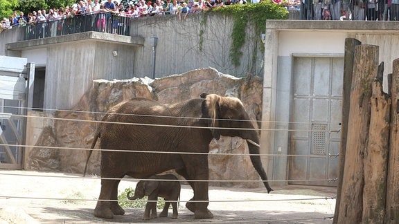 Elefantenanlage im Bergzoo Halle