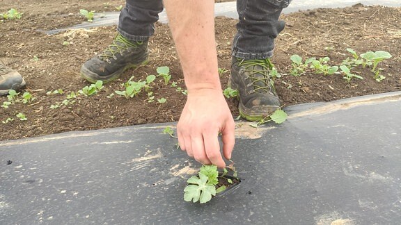 Eine Hand an einer kleinen Melonenpflanze, die auf einer Folie auf einem Feld wächst