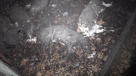 Schwarz-Weiß-Aufnahmen zeigen Schweinekadaver in einem dunklen Raum liegen 