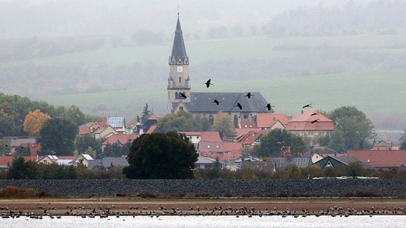 Kraniche am Stausee Berga-Kelbra mit der Kirche von Auleben im Hintergrund. 