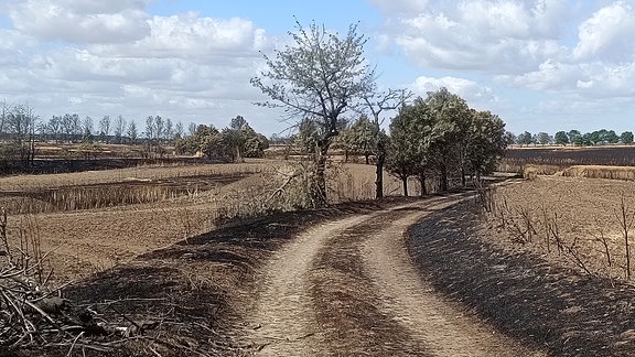 Zu sehen ist ein Feldweg, um den herum Felder abgebrannt und dementsprechend extrem trocken sind.