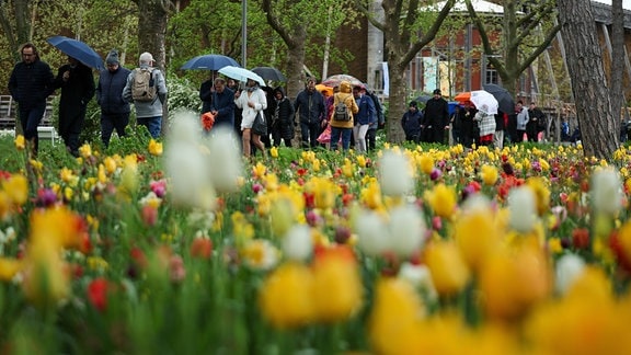 Besucher*innen gehen mit Regenschirmen über die Landesgartenschau Bad Dürrenberg 2024.