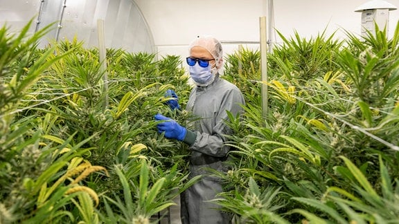 Ein Mann in einer Cannabis-Plantage