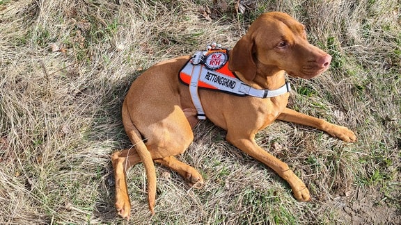 Ein hellbrauner Hund mit Geschirr, auf dem "Rettungshund" steht.