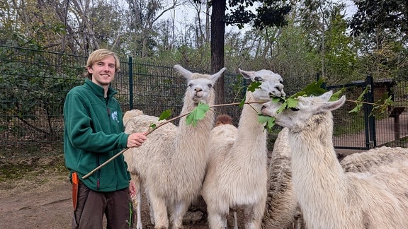 Ein Mann füttert drei Lamas Blätter von einem Ast