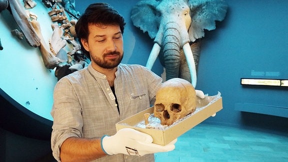 Museumsmitarbeiter hält eine flache Kiste mit einem Schädel in die Kamera.