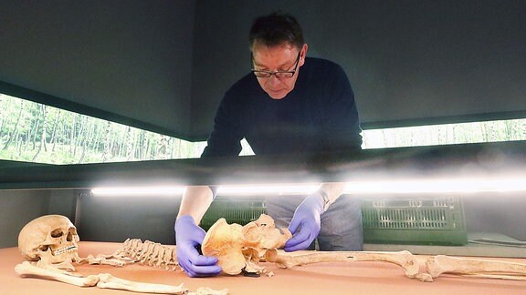 Museumsmitarbeiter Thomas Puttkammer arrangiert vorsichtig menschliche Knochen in einem Schaukasten.